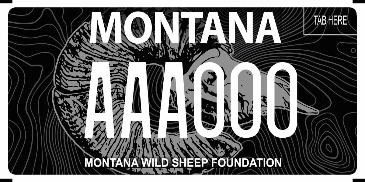 Montana Montana Wild Sheep Foundation specialty plate