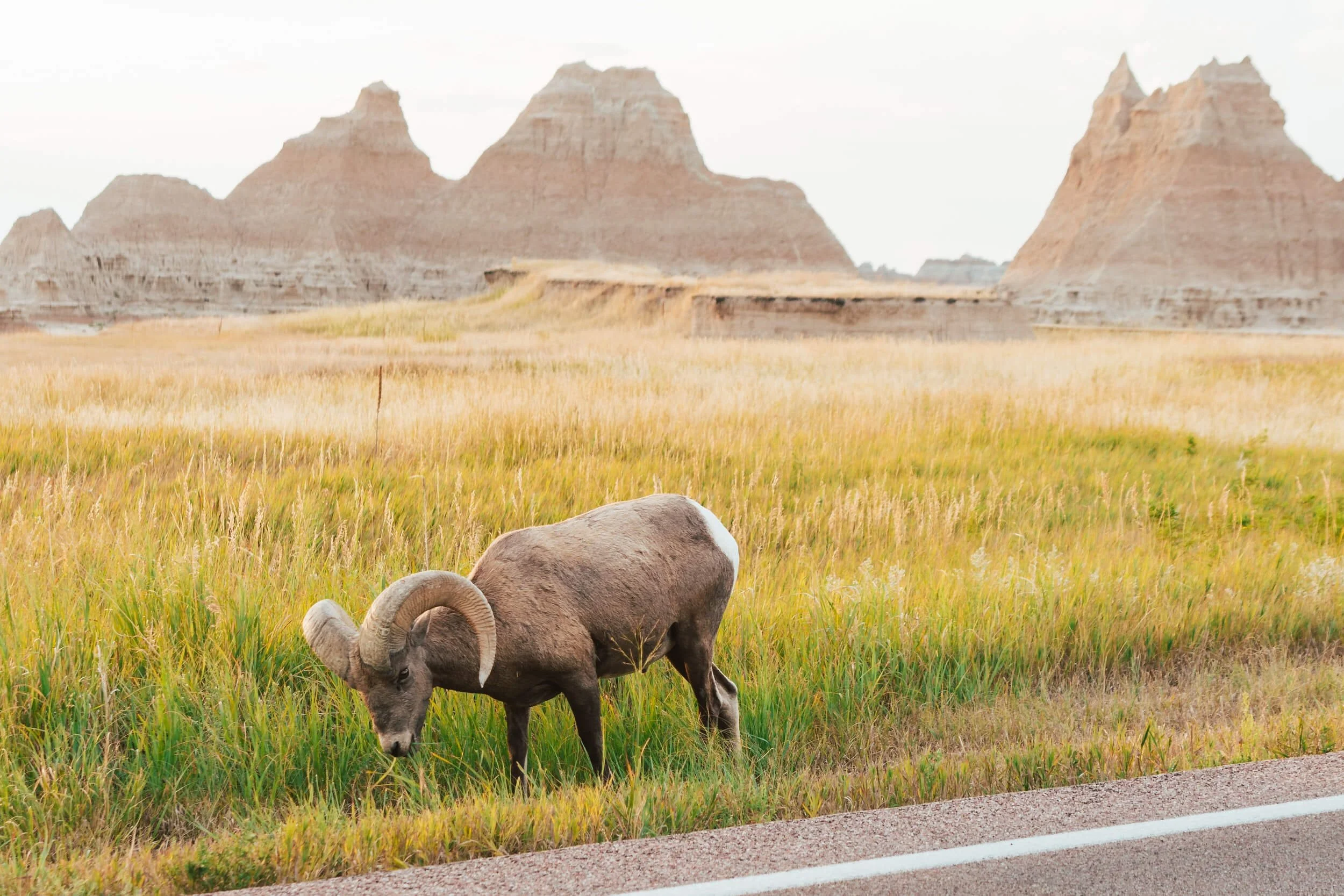 Bighorn Sheep eating grass near a road in Badlands National Park.
