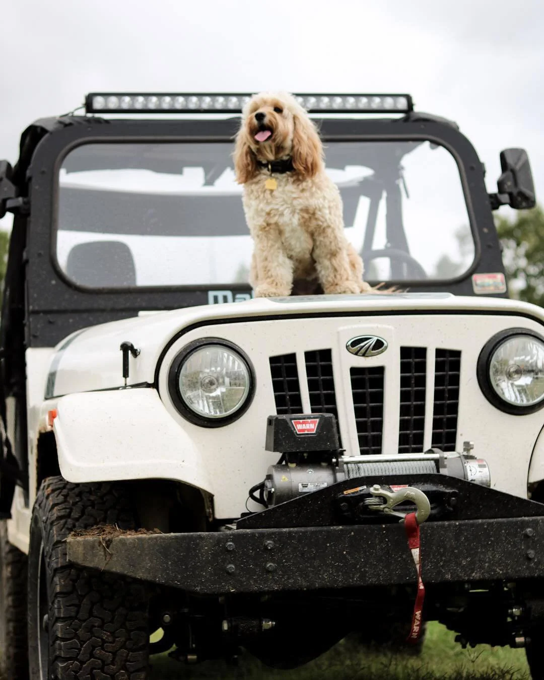 Tan Doodle dog sitting on white Mahindra Roxor roof rack with winch and LED light bar visible
