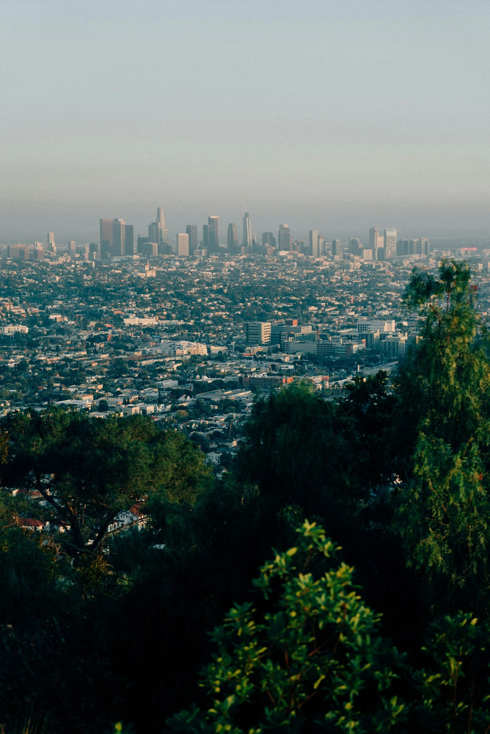 Los Angeles skyline view from hillside with vegetation, illustrating California's urban landscape and OHV regulations.