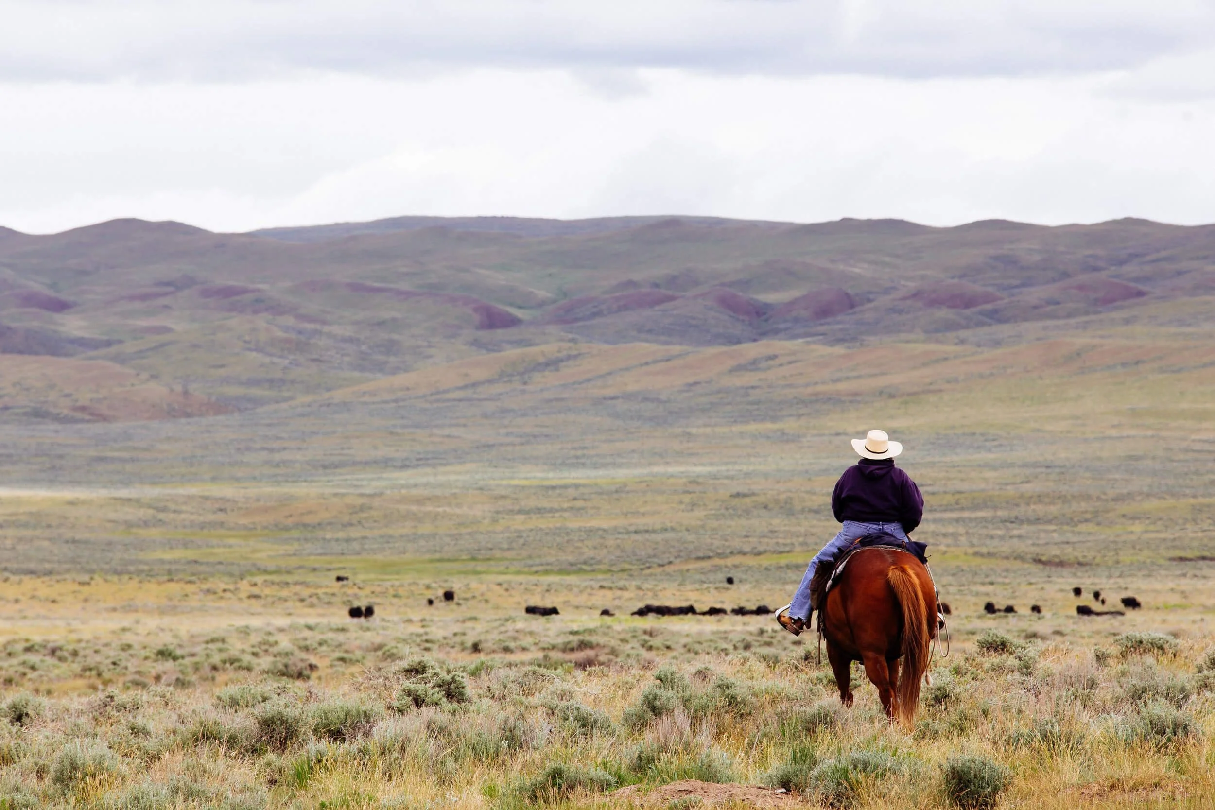 Cowboy on horseback overlooking vast Montana landscape with cattle herd