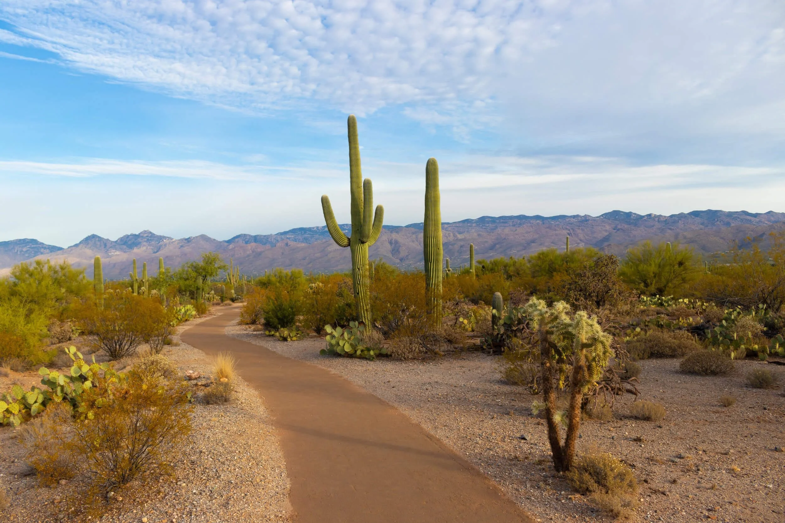 Saguaro cactus desert landscape in Arizona with sandy path and mountains