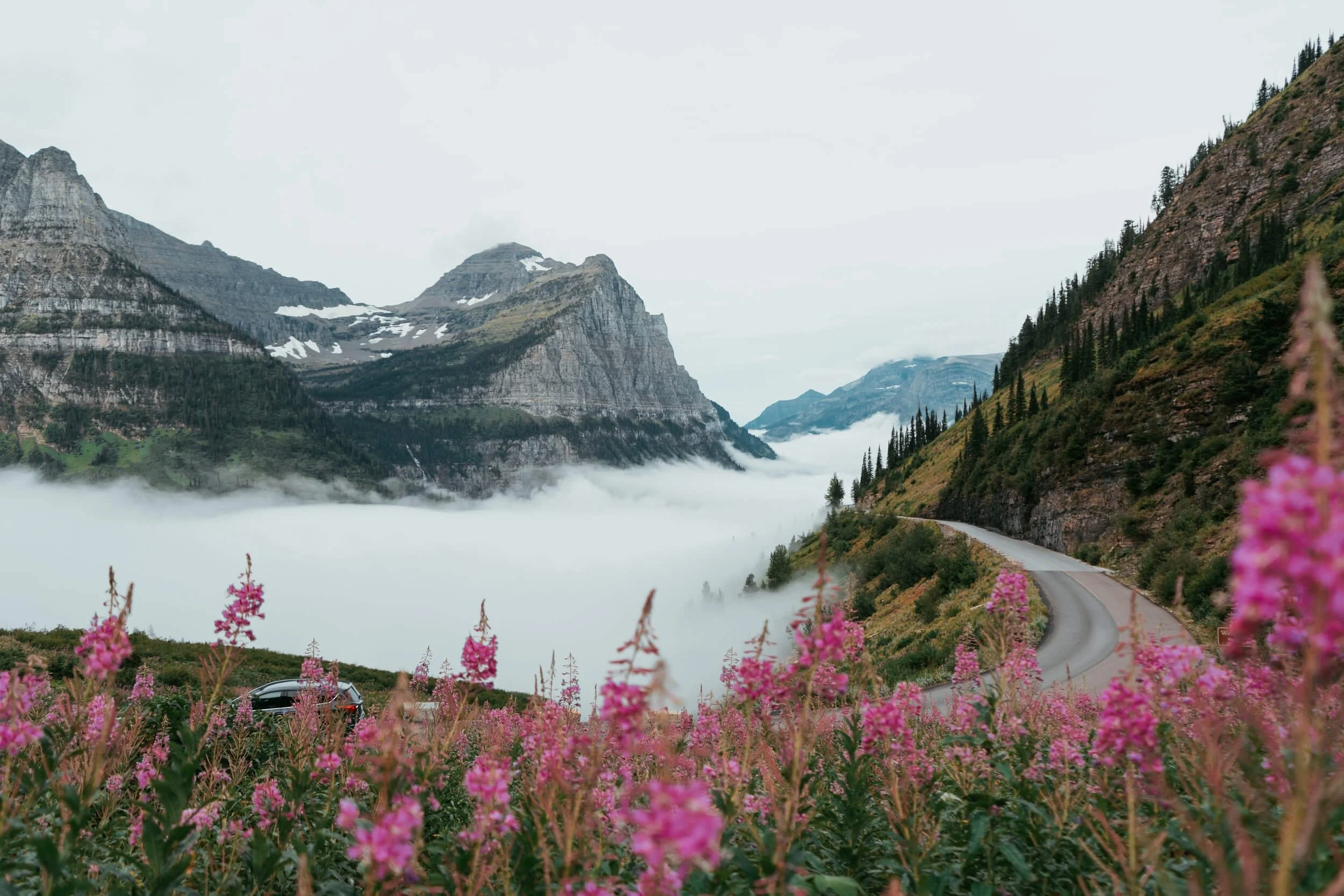 Mountain road curves through alpine meadow with pink wildflowers and fog-filled valley below Montana peaks