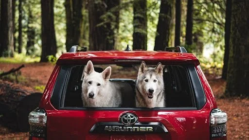Red Toyota 4Runner with two white dogs looking out rear window in forest, pet-friendly vehicle for dog travel