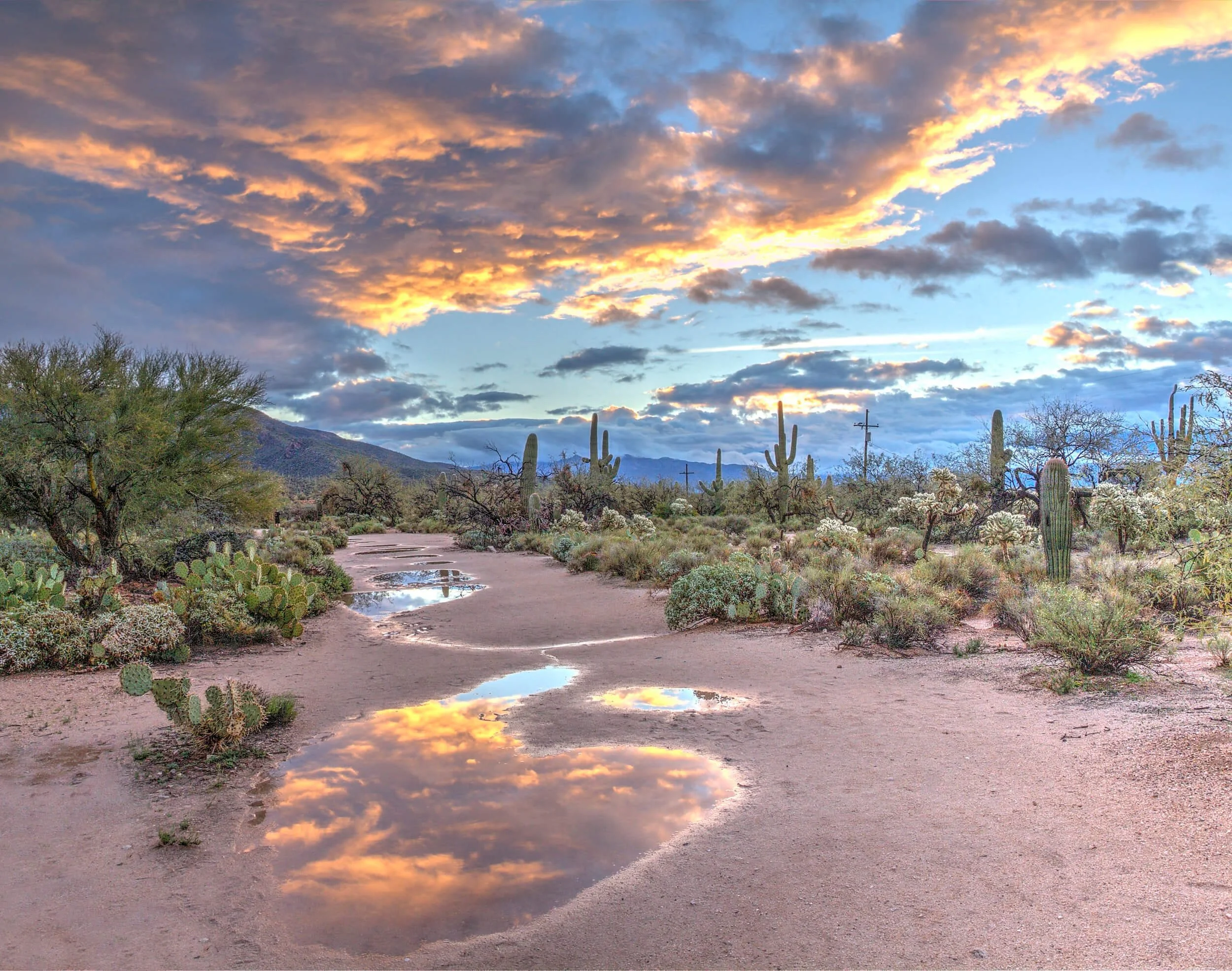 green cactus plants in Sabino Canyon, Arizona