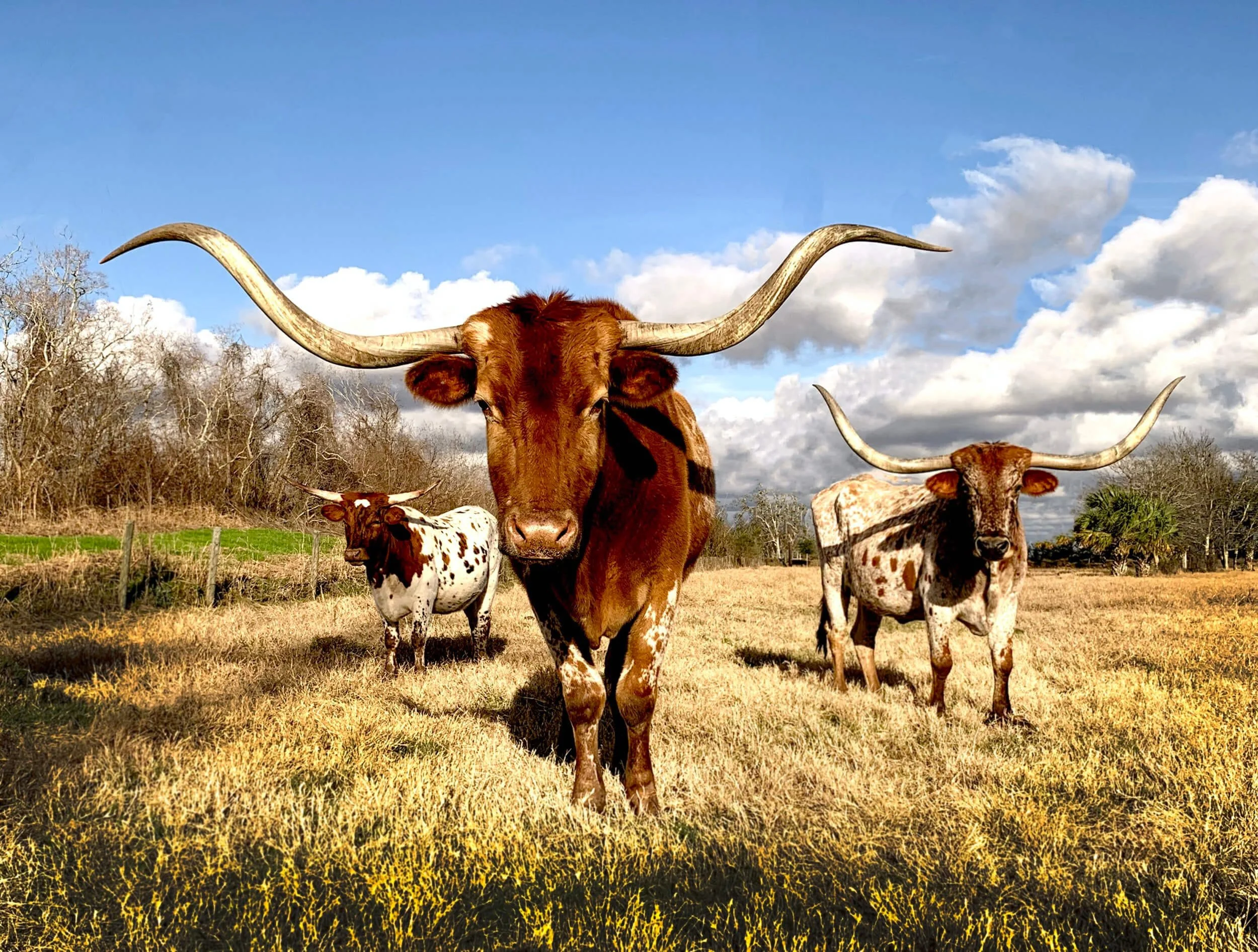 cows on grassy field