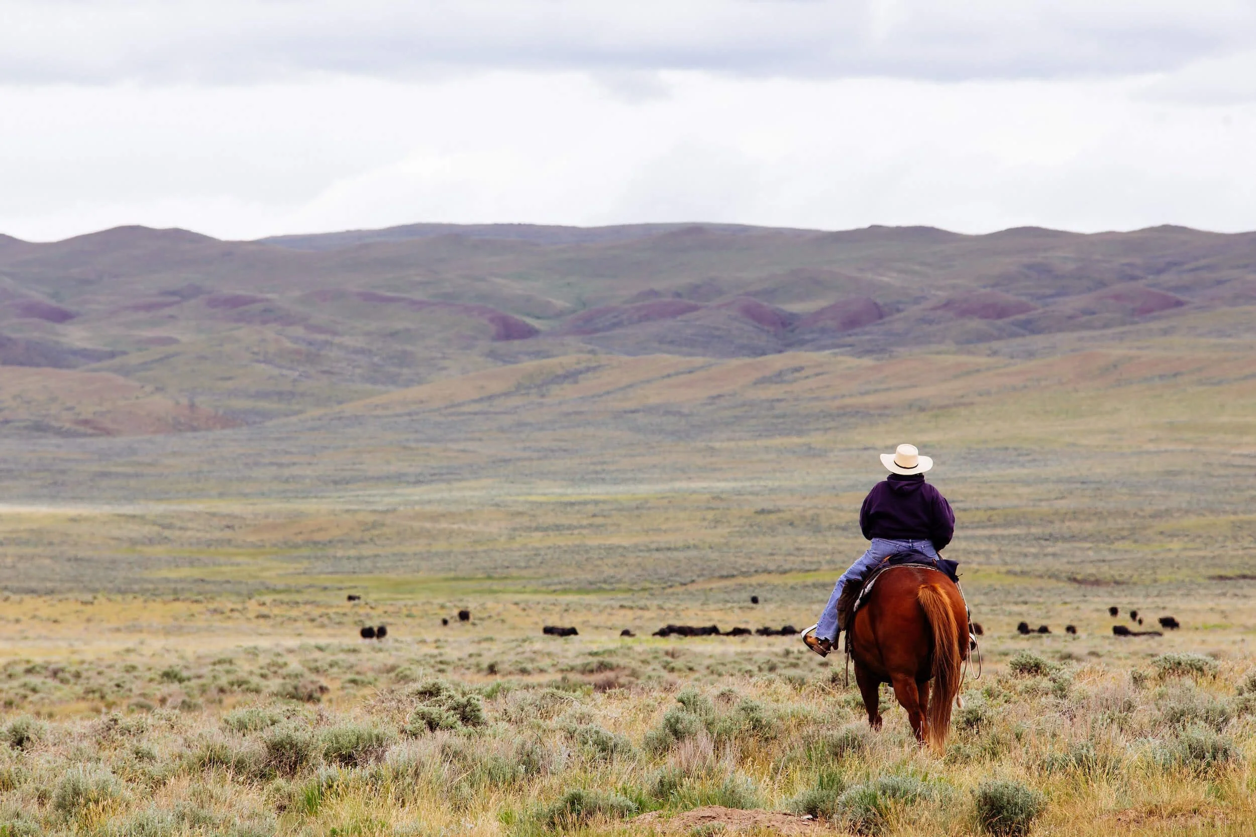 man riding horse in green field