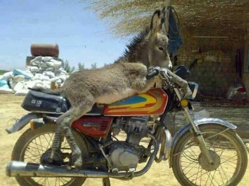 ass on motorcycle
