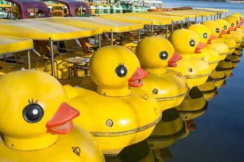 ducks in a row