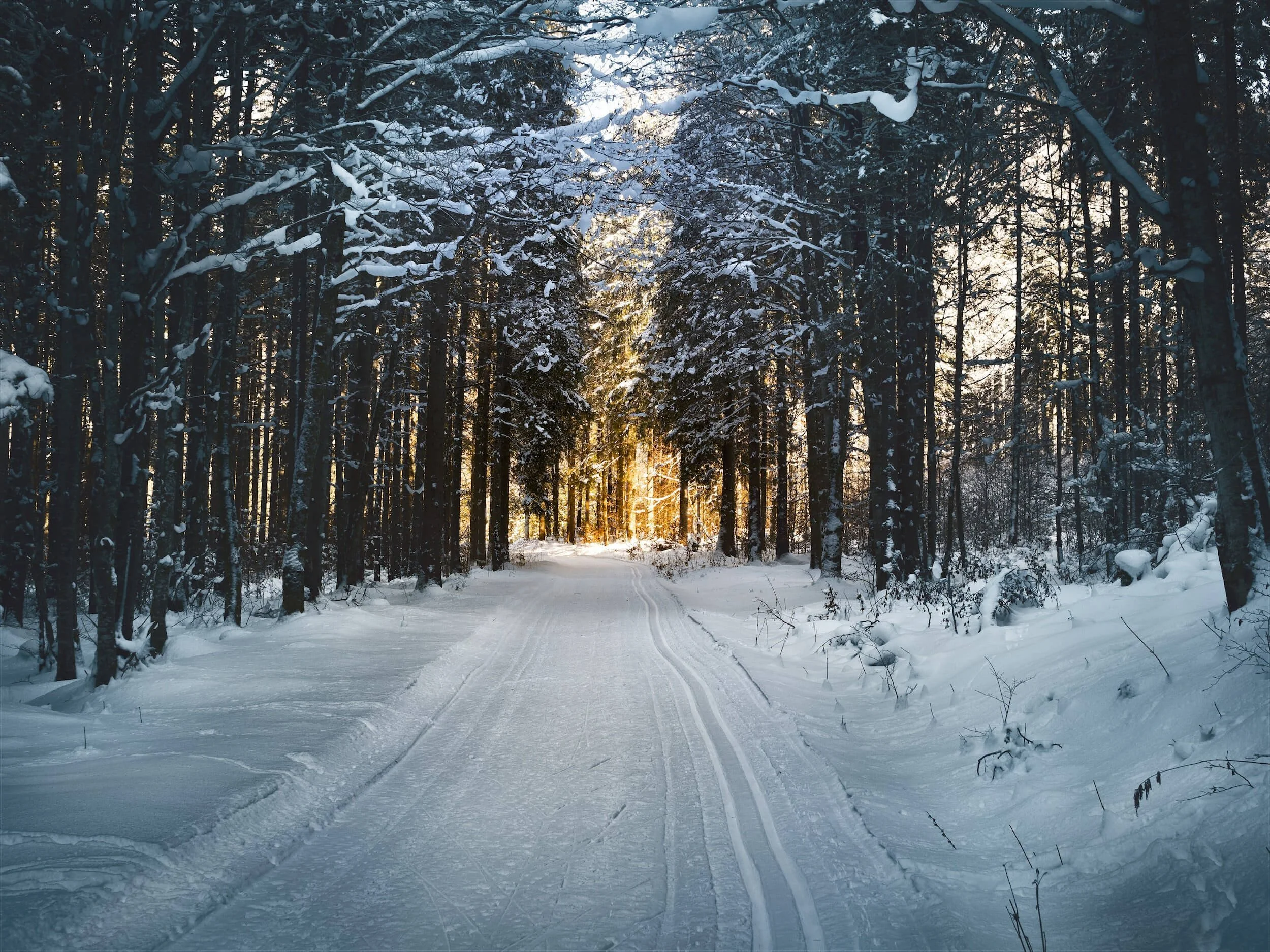 snow covered street between trees
