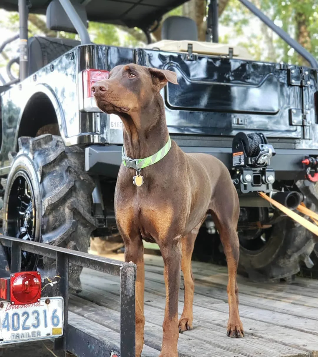 project woodrat doggo